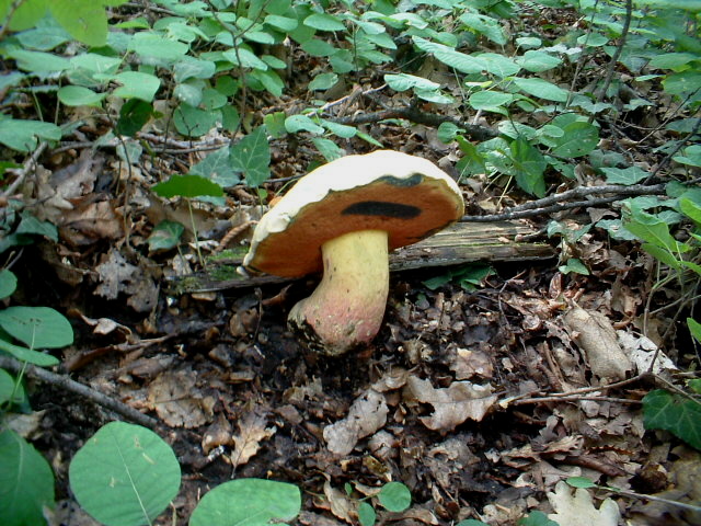 Boletus satanas?